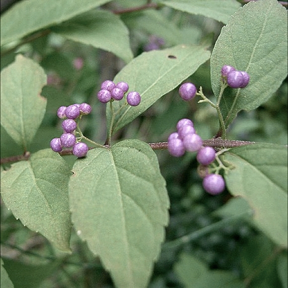 🏆HP🏆 Amethyst Berry Neecklace - Picture 3 of 4